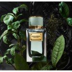 DOLCE & GABBANA Velvet Infusion DOLCE & GABBANA Velvet Infusion