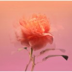 bdk Parfums Impadia bdk Parfums Impadia